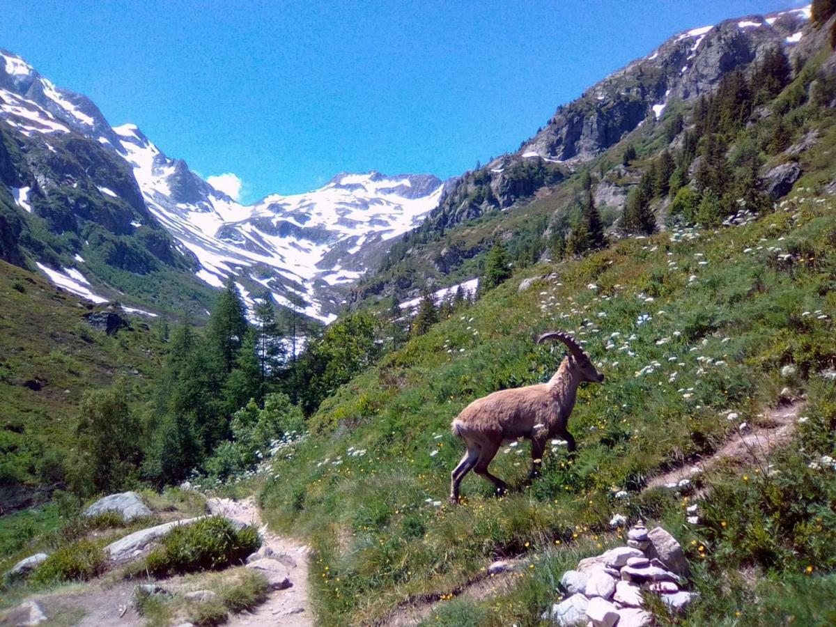 Chalets Pyrene Mont-Blanc Chamonix Eksteriør billede